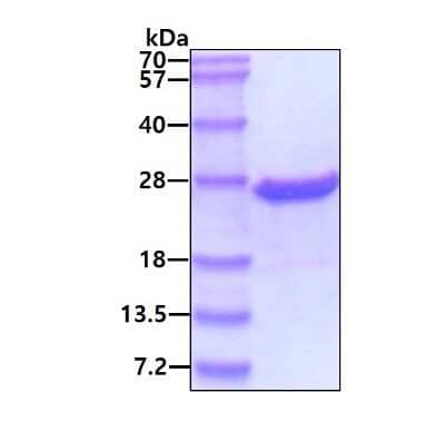 SDS-Page: Recombinant Human LMP2/PSMB9 His Protein [NBP1-51067] - 3ug by SDS-PAGE under reducing condition and visualized by coomassie blue stain.